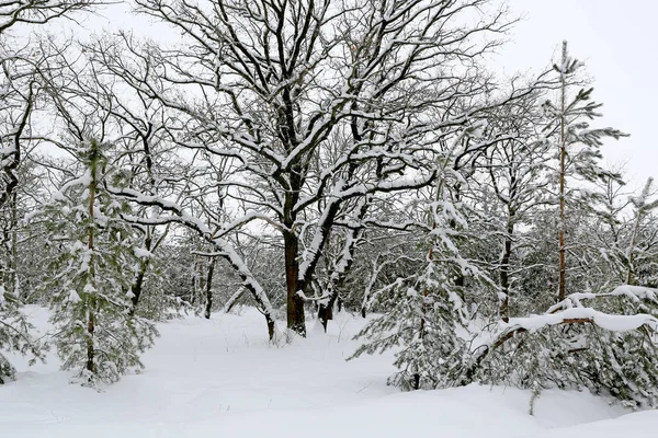 Bonita Escena Invierno Bosque — Foto de Stock