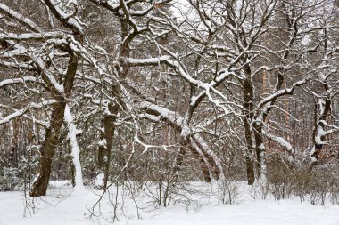 Kış manzarası derin orman