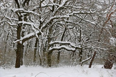 Görkemli meşe ağaçları kış orman kar altında