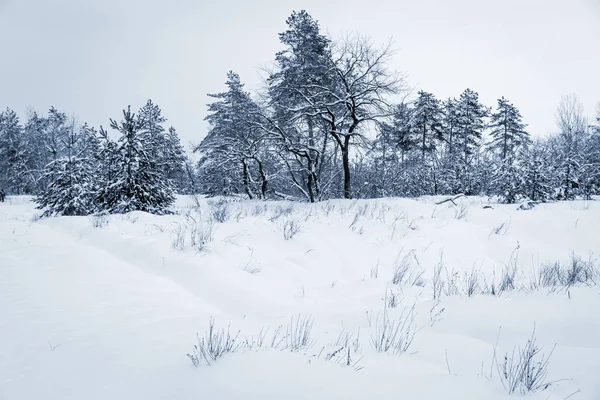 Prairie Hiver Sous Neige Dans Forêt — Photo