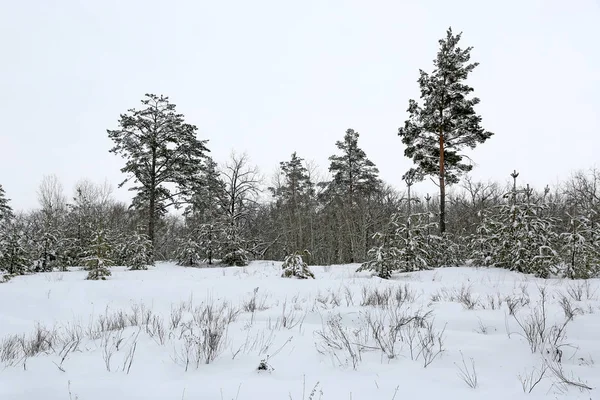 雪界森林中的冬季景观 — 图库照片