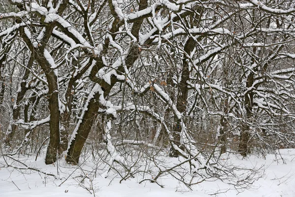 在深冬森林被白雪覆盖的橡树 — 图库照片