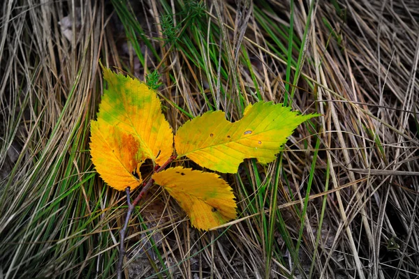 Bello Foglia Autunno Astratto Erba — Foto Stock