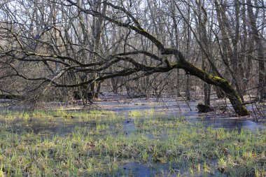 Bahar orman içinde donmuş bataklık
