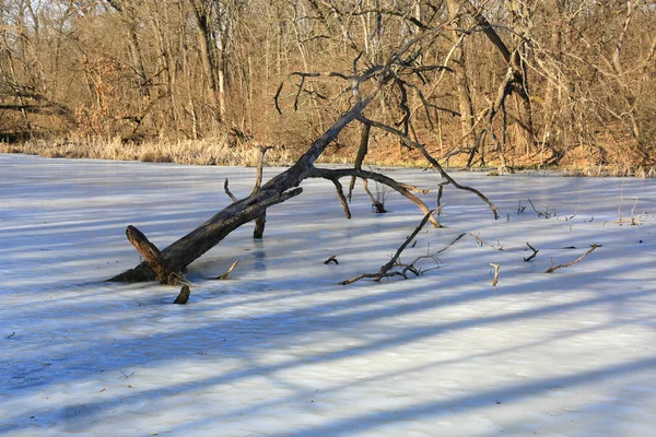 Παλιό δέντρο ανάμεσα σε παγωμένη λίμνη — Φωτογραφία Αρχείου