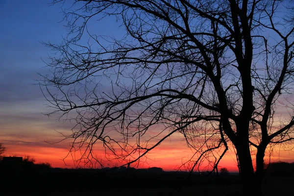 Árbol en el fondo del cielo puesta del sol — Foto de Stock