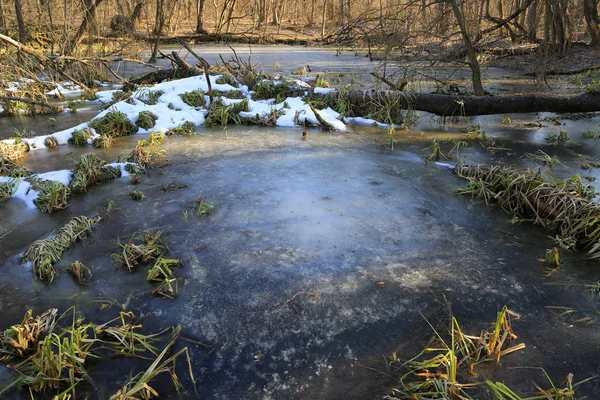 Pantano con hielo en bosque de primavera — Foto de Stock