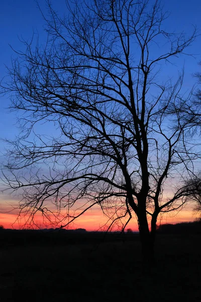 Árbol al atardecer — Foto de Stock