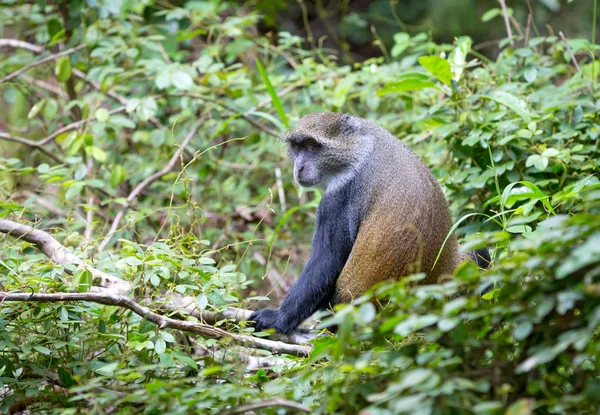Małpa w lesie — Zdjęcie stockowe