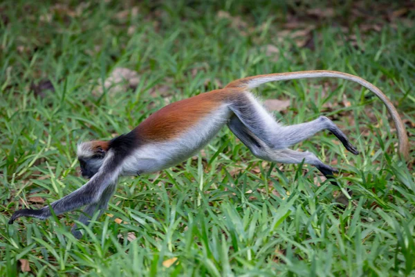 Macaco executado na grama — Fotografia de Stock