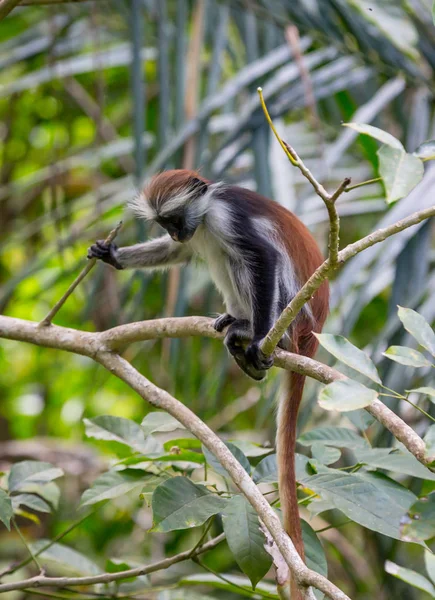 Unga röd Colobus apa i skogen — Stockfoto