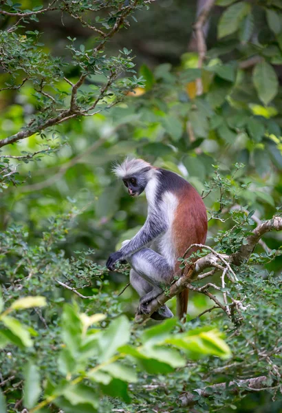 Macaco na árvore verde — Fotografia de Stock