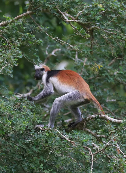 Monkey on green tree in forest — Stock Photo, Image