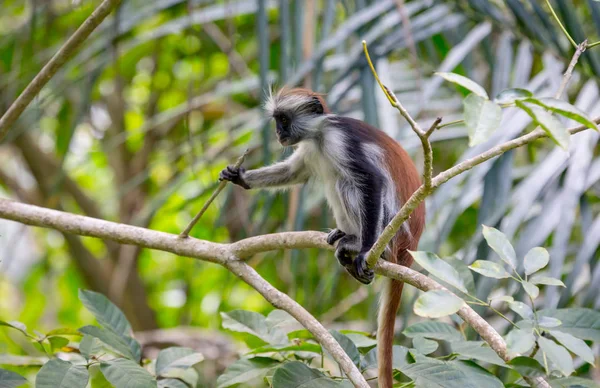 Macaco engraçado na árvore — Fotografia de Stock