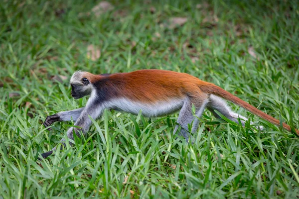 Colobus vörös majom futtatni a fű — Stock Fotó