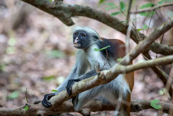 変な赤いコロブス猿 — ストック写真