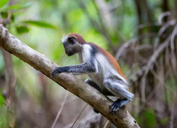 Pequeño mono en el árbol — Foto de Stock