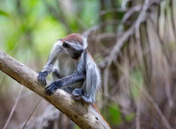 Mono joven en el bosque — Foto de Stock