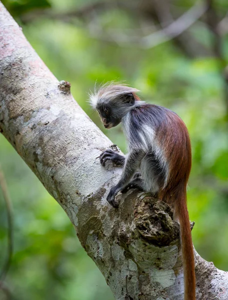 Pequeño mono colobo rojo en el bosque de Zanzíbar — Foto de Stock