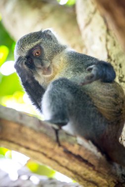 Meraklı maymun bak ağaç