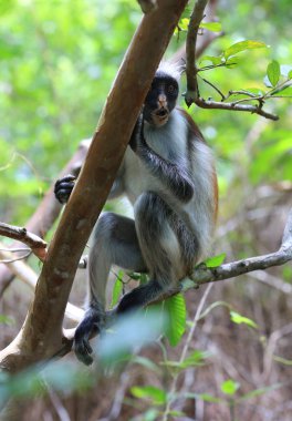 Kırmızı Colobus maymun bak ağaç