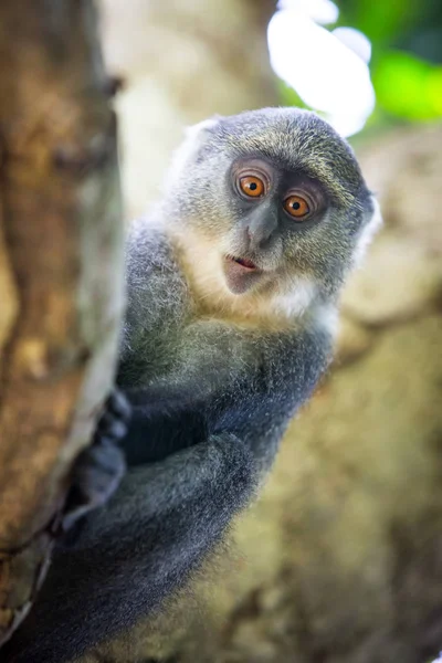 Kíváncsi majom erdő — Stock Fotó