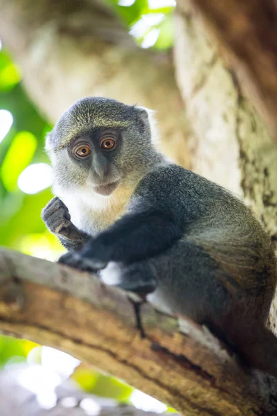Kis kíváncsi majom a zöld fa — Stock Fotó