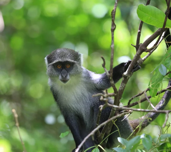 緑の森の猿 — ストック写真