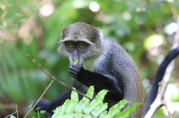 Kíváncsi majom enni levél — Stock Fotó