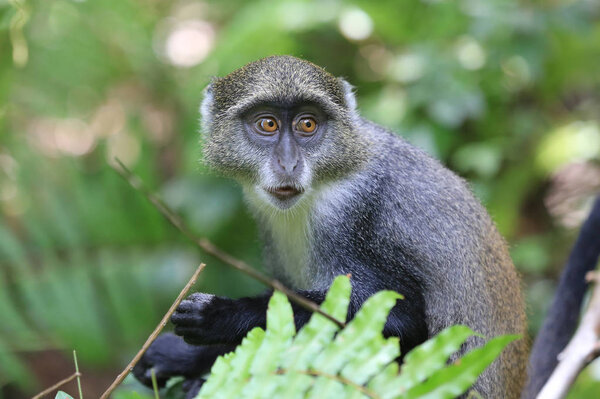 Молодая обезьяна в джунглях

