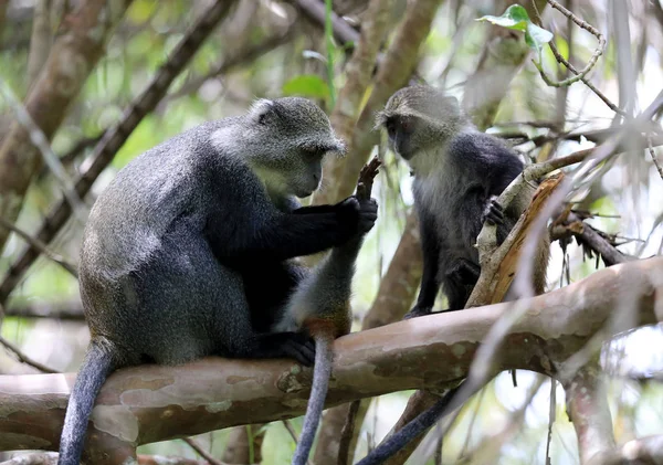 Monkey mor ser på tass sin baby — Stockfoto