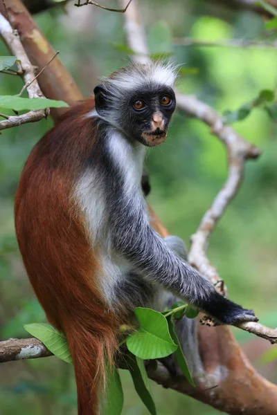 赤いコロブス猿 — ストック写真