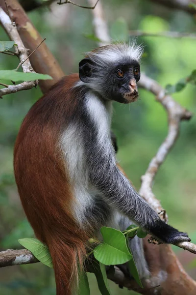 Mono colobo rojo divertido en el bosque — Foto de Stock