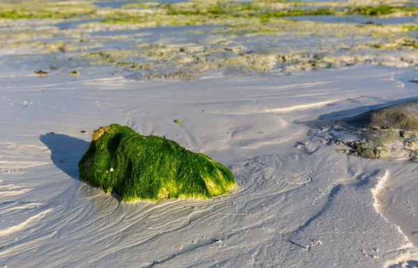 Groene steen op Oceaan kust na laagwater — Stockfoto