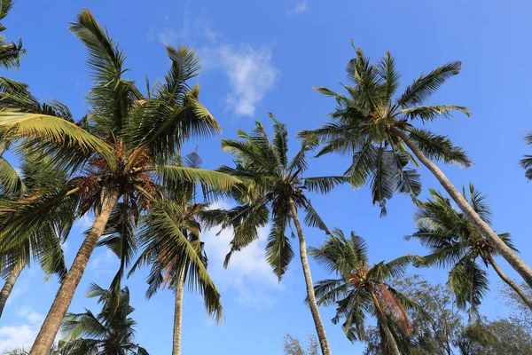 Mavi gökyüzü arka planında palmiye ağaçları — Stok fotoğraf