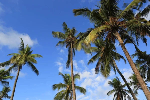 Пальмы на фоне неба — стоковое фото