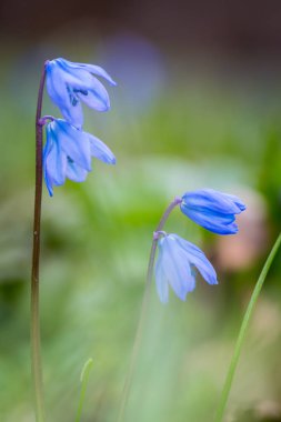 Scilla bifiloa bahar çiçekleri
