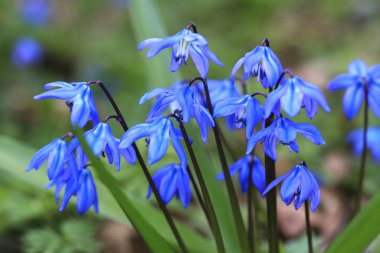 scilla bifolia in forest
