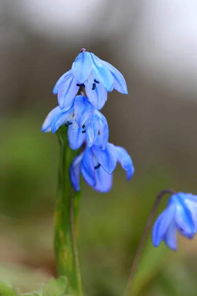 Fiori primaverili Scilla bifolia — Foto Stock