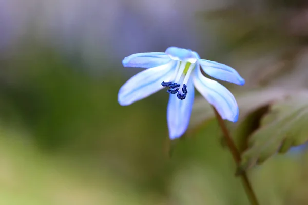 Scilla bifolia wild flower — Stock Photo, Image