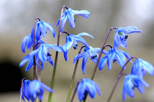 Scilla bifolia flowers — Stock Photo, Image