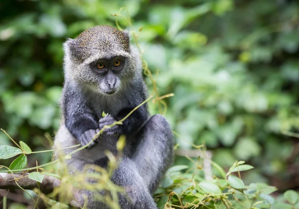 Erdőben vadon élő majom — Stock Fotó