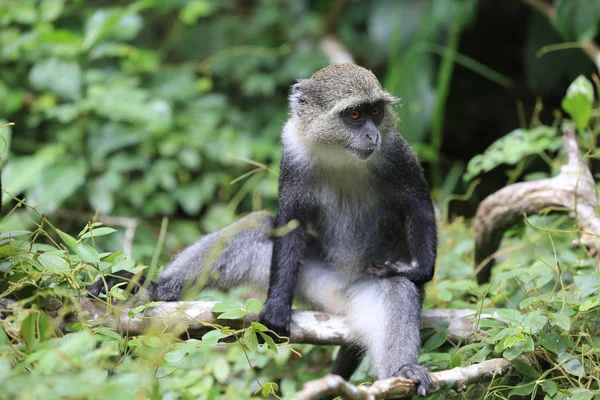 Macaco em sentar na floresta verde árvore — Fotografia de Stock