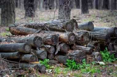 Ormanda eski ahşap kütükler