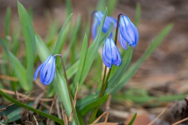 Güzel scilla bifolia WID çiçekler 