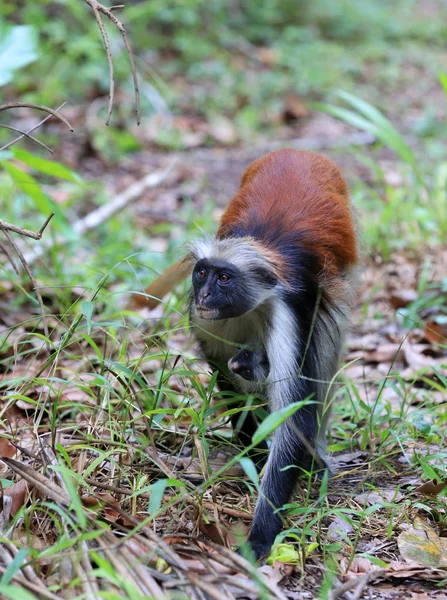 Piros Colobus majom erdő — Stock Fotó