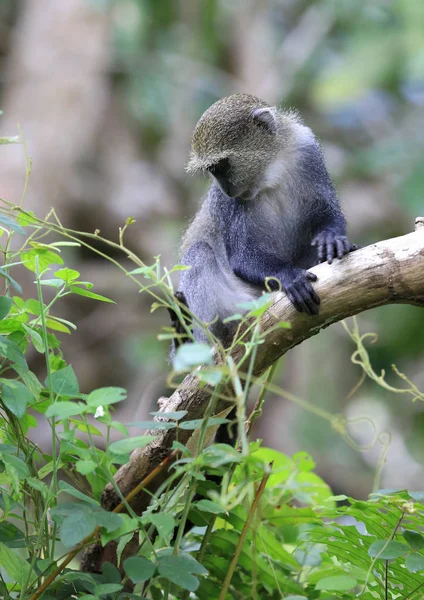 Маленькая обезьянка на дереве — стоковое фото