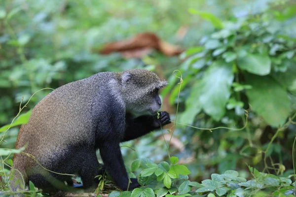 Apan äter gröna leafage i djungeln — Stockfoto