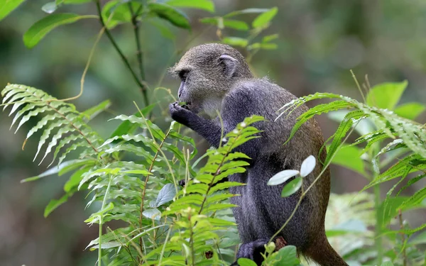 Apan äter grönt blad i djungeln — Stockfoto