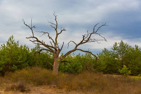 Gran árbol viejo — Foto de Stock